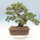 Venkovní bonsai - Pinus parviflora - borovice drobnokvětá - 3/5