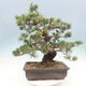 Venkovní bonsai - Pinus parviflora - borovice drobnokvětá - 3/5