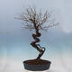 Venkovní bonsai -Japonská meruňka - Prunus Mume - 3/6