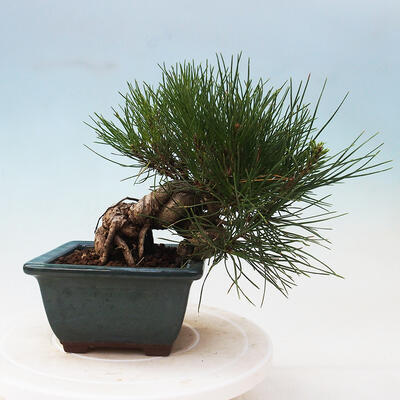 Venkovní bonsai - Pinus thunbergii - Borovice thunbergova - 3