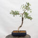 Venkovní bonsai - Hloh - Crataegus monogyna - 3/5