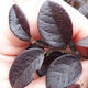 Pokojová bonsai-Loropetalum chinensis PB215475 - 3/3