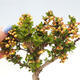Venkovní bonsai - Berberis thunbergii Kobold - Dřištál Thunbergův - 3/4