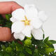 Pokojová bonsai - Gardenia jasminoides-Gardenie - 3/3