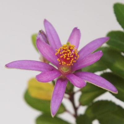 Pokojová bonsai - Grewia occidentalis - Hvězdice levandulová - 3