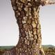 Venkovní bonsai -Javor korkový VB40426 - 3/3