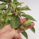 Venkovní bonsai -Maloplodá jabloň VB50100 - 3/3
