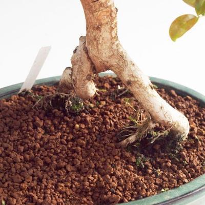 Pokojová bonsai -Australská třešeň PB215476 - 3