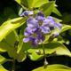 Pokojová bonsai - Duranta variegata PB215477 - 2/3