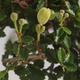 Pokojová bonsai - Ulmus parvifolia - Malolistý jilm - 2/3
