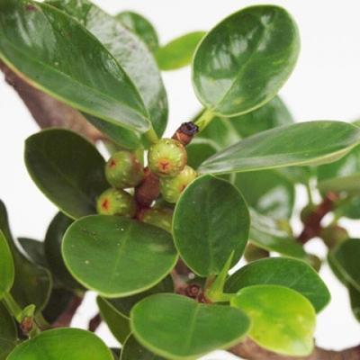 Pokojová bonsai -Fíkus panda PB213657 - 3
