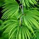 Vonkajší bonsai -Pseudolarix amabis-Pamodrín - 3/3