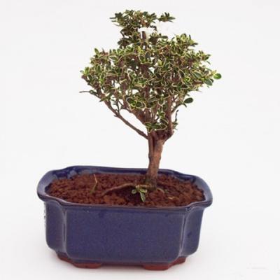 Pokojová bonsai - strom tisíce hvězd -PB215405 - 3