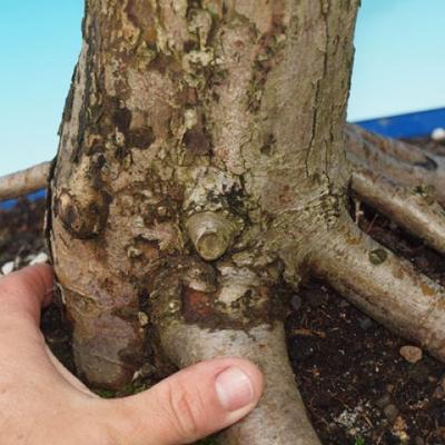 Venkovní bonsai - hloh VB30215 - 3