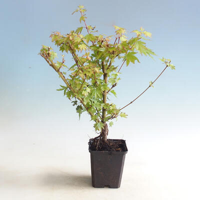 Venkovní bonsai-Acer palmatum Koto Maru - 3