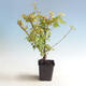 Venkovní bonsai-Acer palmatum Koto Maru - 3/4