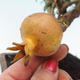 Pokojová bonsai-PUNICA granatum nana-Granátové jablko - 3/4
