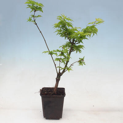 Javor dlanitolistý - Acer palmatum Shishigashira 1 ks - 3