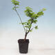 Javor dlanitolistý - Acer palmatum Shishigashira 1 ks - 3/5
