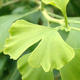 Venkovní bonsai - Jinan dvoulaločný - Ginkgo biloba VB2020-822 - 2/4