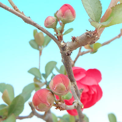 Venkovní bonsai - Chaenomeles Japonica - Kdoulovec japonský - 3