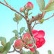 Venkovní bonsai - Chaenomeles Japonica - Kdoulovec japonský - 3/3