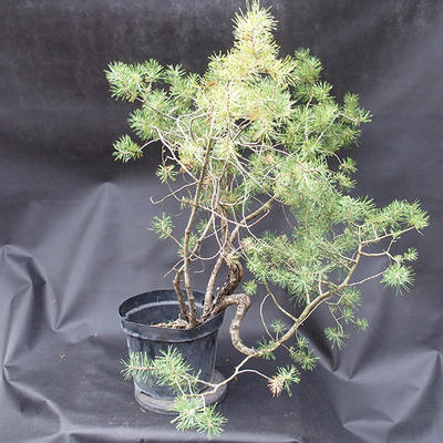 Borovoce lesní - Pinus sylvestris  KA-07 - 3
