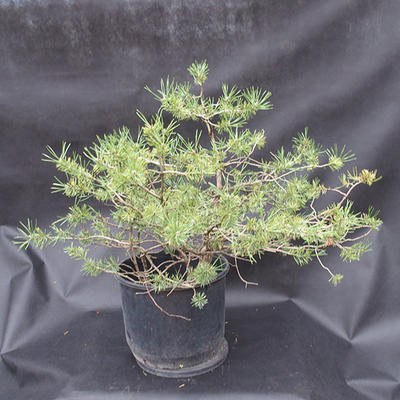 Borovoce lesní - Pinus sylvestris  KA-08 - 3