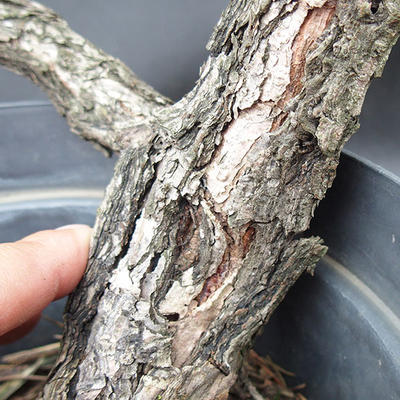 Borovoce lesní - Pinus sylvestris  KA-09 - 3