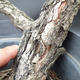 Borovoce lesní - Pinus sylvestris  KA-09 - 3/4