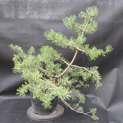 Borovoce lesní - Pinus sylvestris  KA-11 - 3
