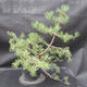 Borovoce lesní - Pinus sylvestris  KA-11 - 3/5