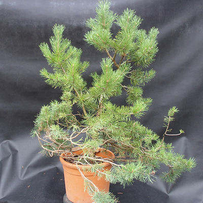 Borovoce lesní - Pinus sylvestris  KA-12 - 3