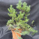 Borovoce lesní - Pinus sylvestris  KA-12 - 3/6