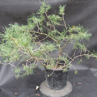 Borovoce lesní - Pinus sylvestris  KA-13 - 3