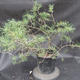 Borovoce lesní - Pinus sylvestris  KA-13 - 3/6
