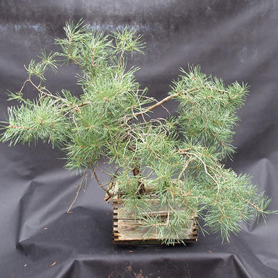Borovoce lesní - Pinus sylvestris  KA-14 - 3