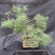 Borovoce lesní - Pinus sylvestris  KA-14 - 3/5