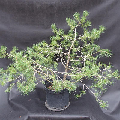 Borovoce lesní - Pinus sylvestris  KA-15 - 3