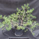 Borovoce lesní - Pinus sylvestris  KA-15 - 3/5