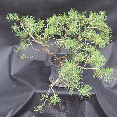 Borovoce lesní - Pinus sylvestris  KA-16 - 3