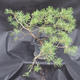 Borovoce lesní - Pinus sylvestris  KA-16 - 3/6