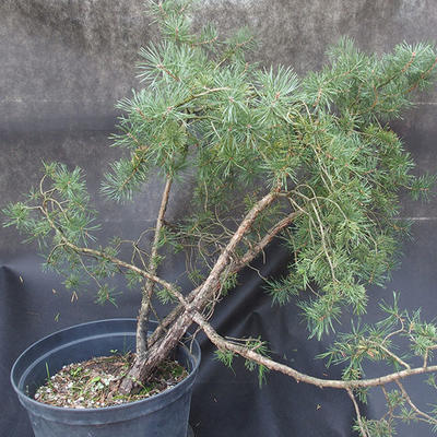 Borovoce lesní - Pinus sylvestris  KA-18 - 3