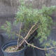 Borovoce lesní - Pinus sylvestris  KA-18 - 3/5
