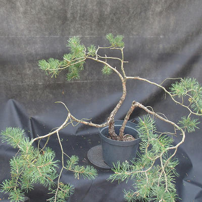 Borovoce lesní - Pinus sylvestris  KA-19 - 3