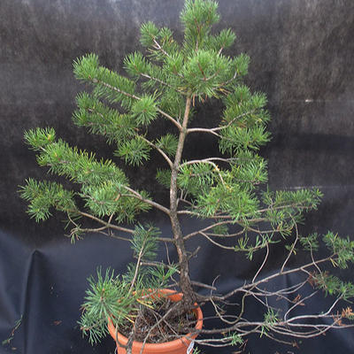 Borovoce lesní - Pinus sylvestris  KA-20 - 3