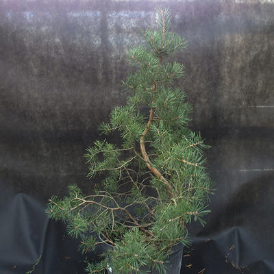 Borovoce lesní - Pinus sylvestris  KA-21 - 3