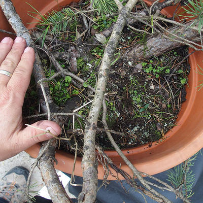 Borovoce lesní - Pinus sylvestris  KA-22 - 3