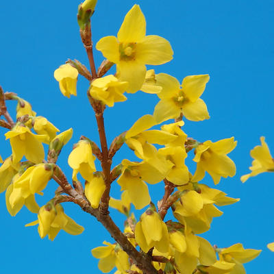 Venkovní bonsai -Zlatice - Forsythia intermedia Week End - 3
