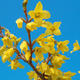 Venkovní bonsai -Zlatice - Forsythia intermedia Week End - 3/3